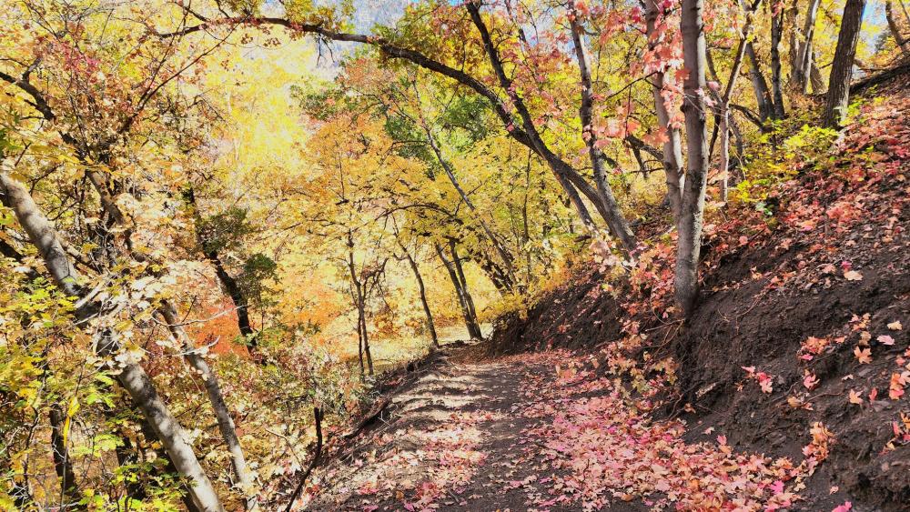 Santaquin city council discusses plans for skate and bike park